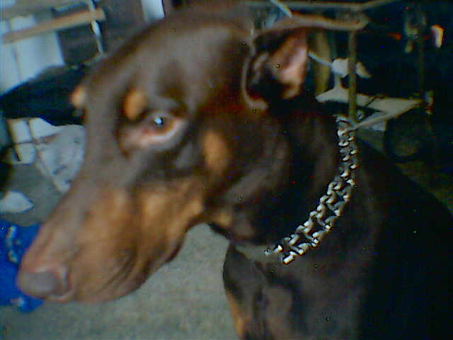 choper3.jpg