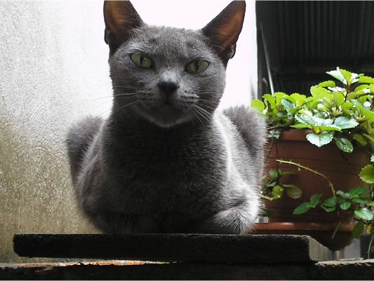 gata1.jpg